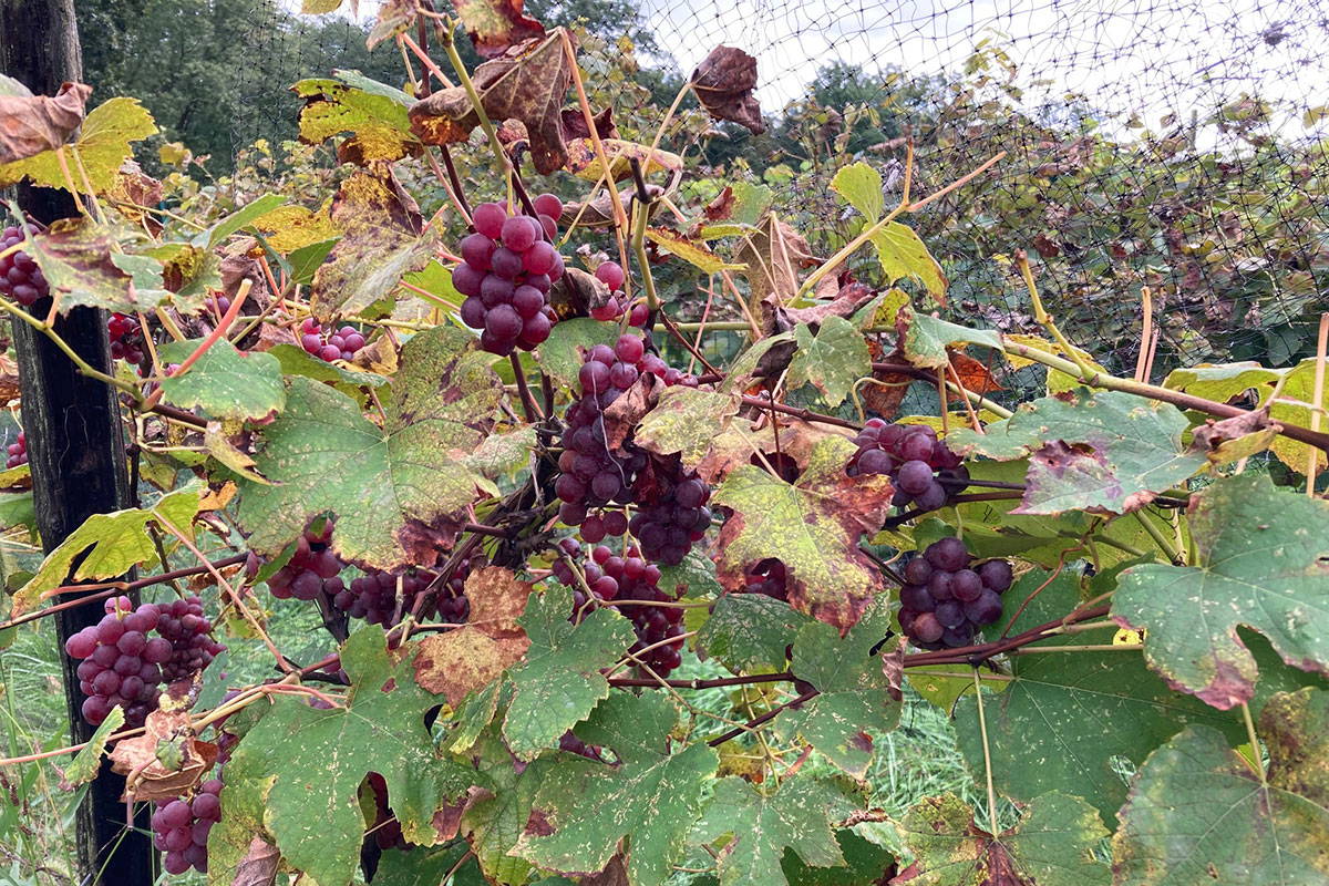 New Varieties Transform Spring Grape Deal - Produce Business