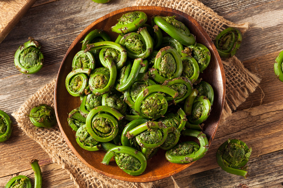 Fiddlehead Ferns