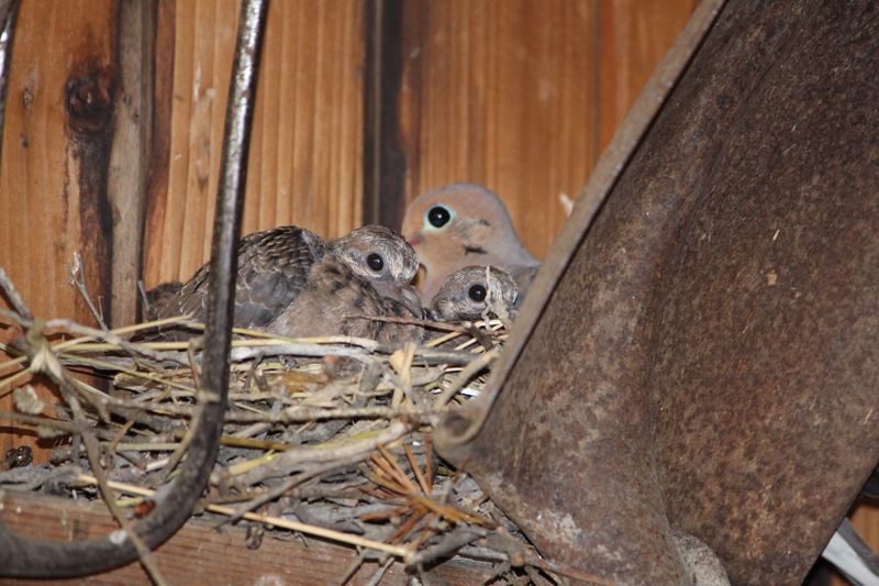 Two mourning doves have been visiting for food and I want to give them a  nest. Is this suitable? Is pillow stuffing/polyfil harmful to birds? (Info  in comments) : r/Ornithology