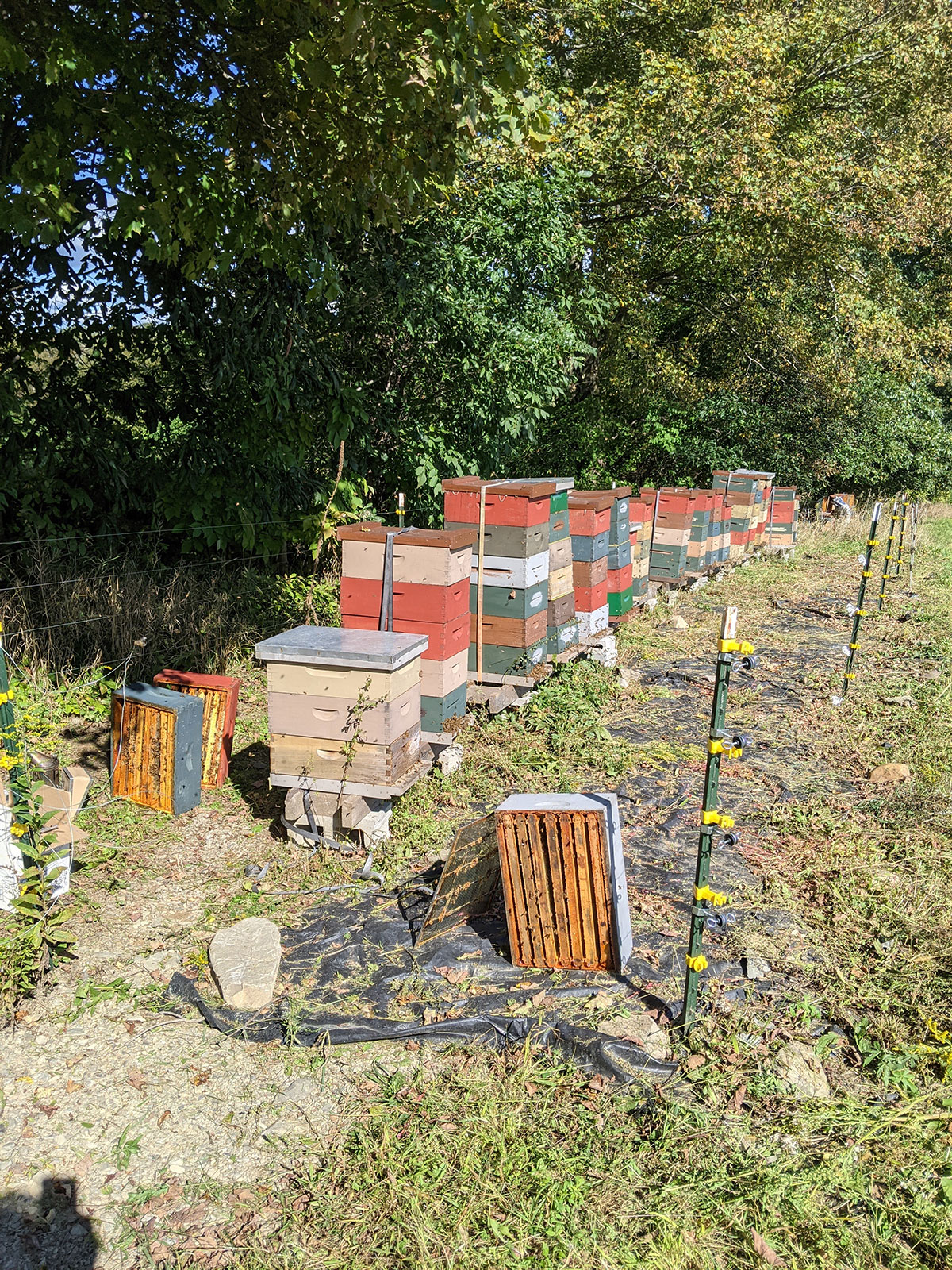 Moon's Gold Apiary Bees