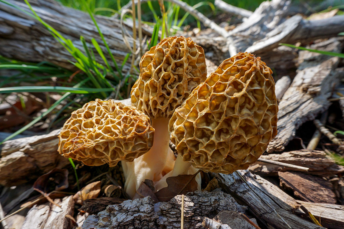 Morel Mushrooms