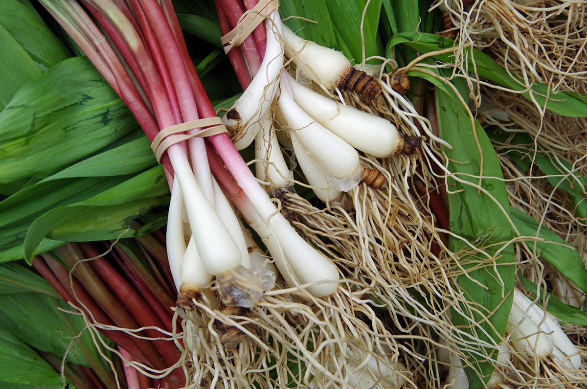 Foraged Ramps