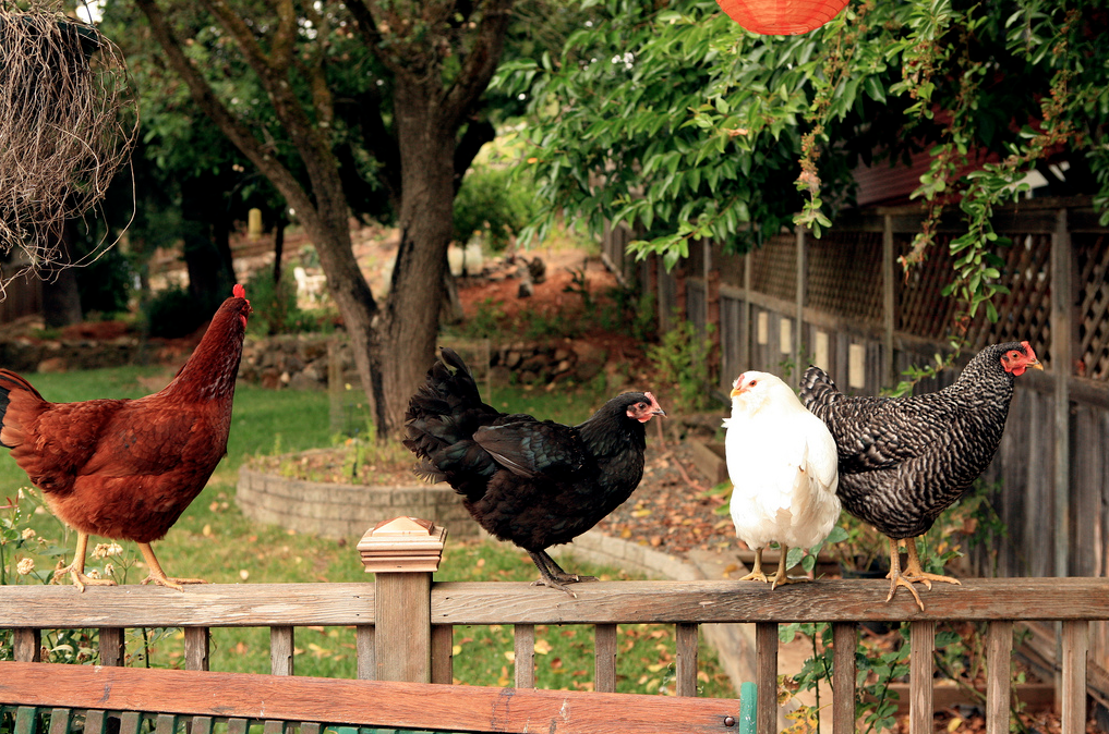 5 Tips for Raising Backyard Chickens - Valley Table