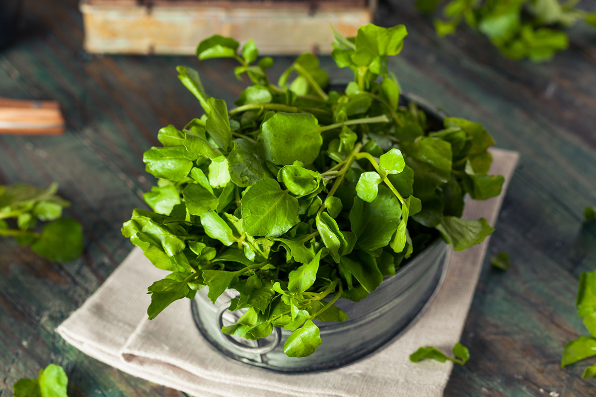 Watercress