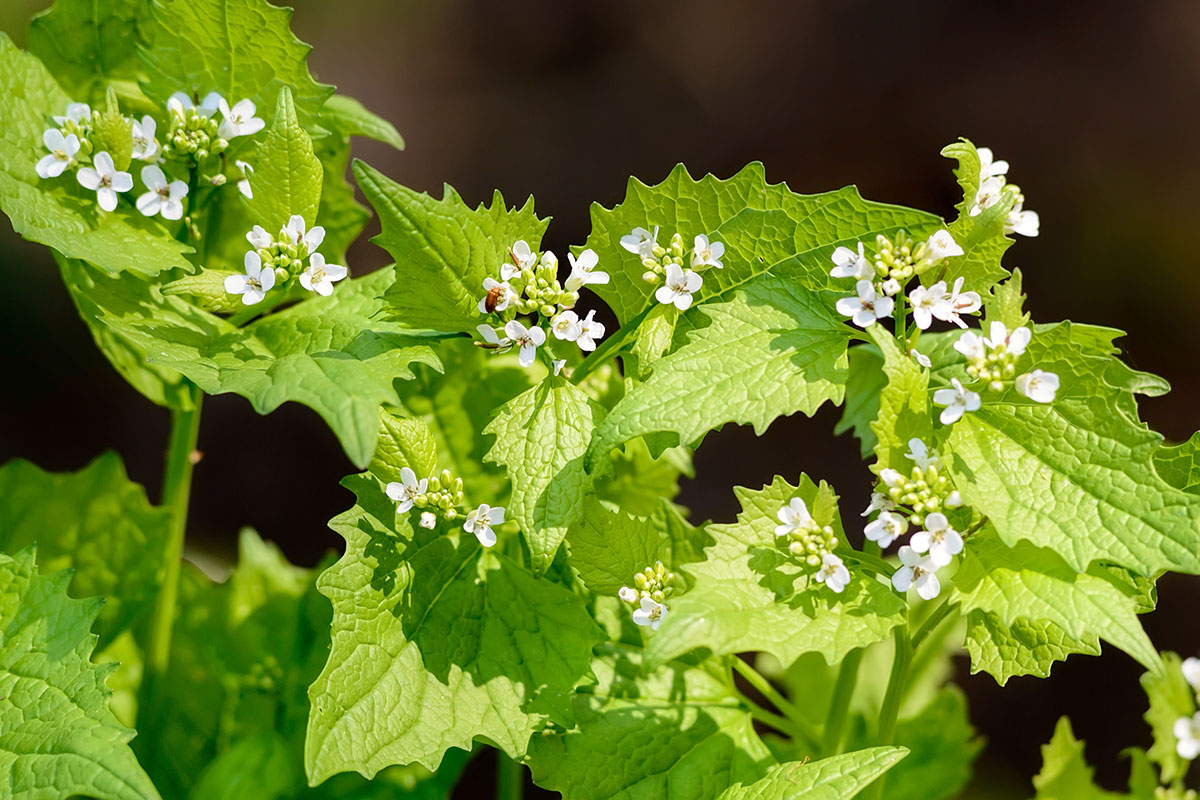 Mustard Greens