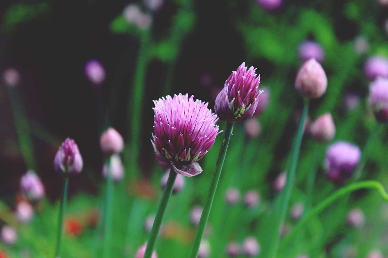 black aphids chives