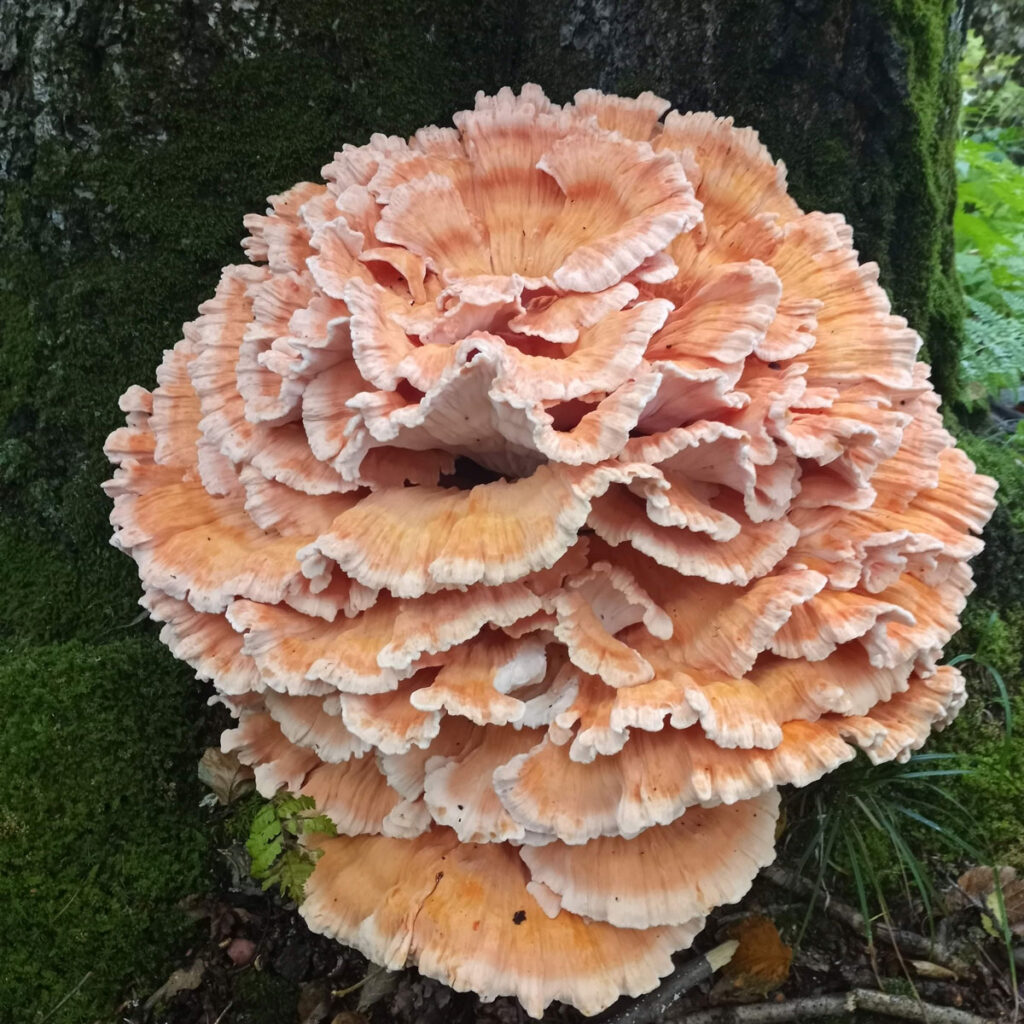 Mushroom in a forest