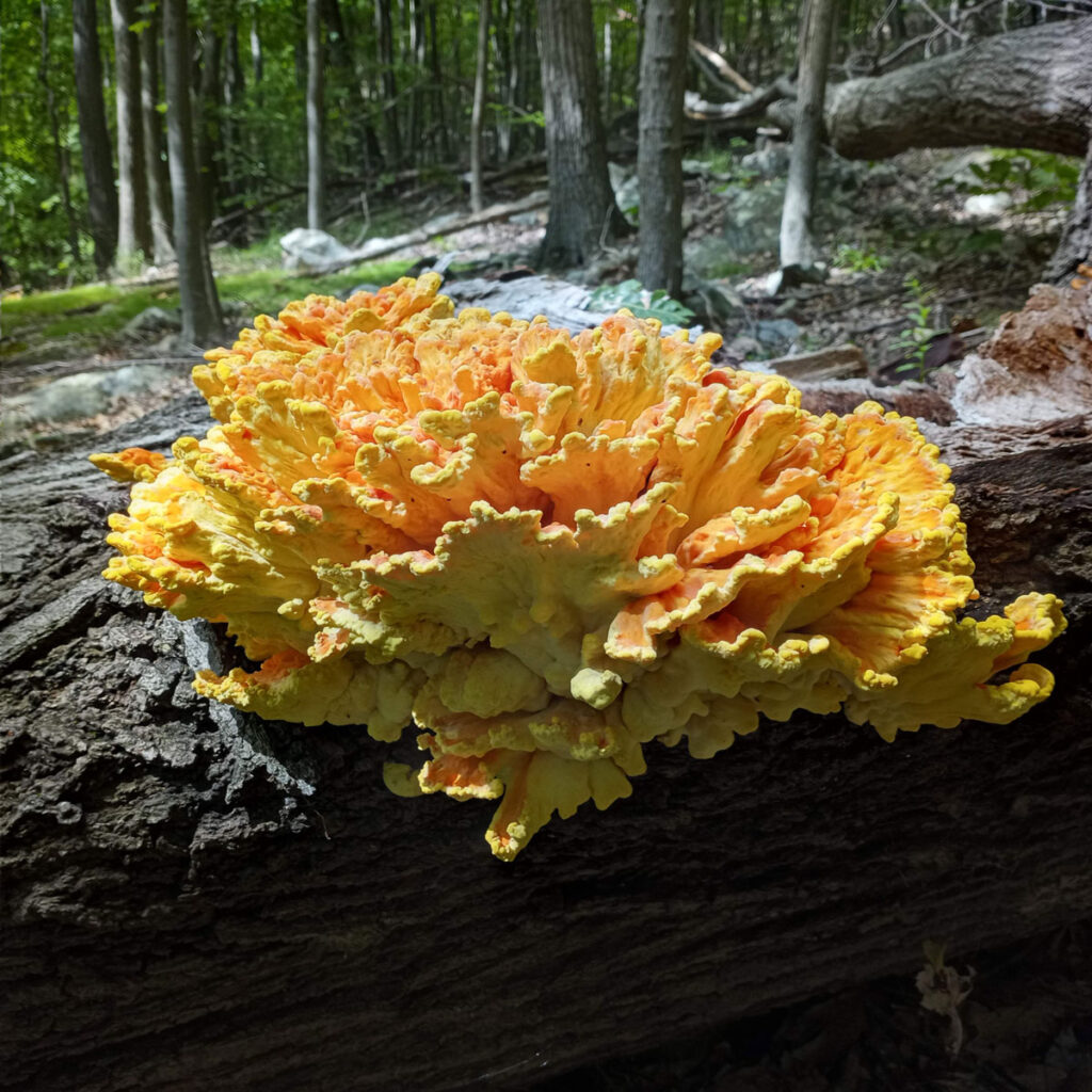 yellow mushroom in a forest