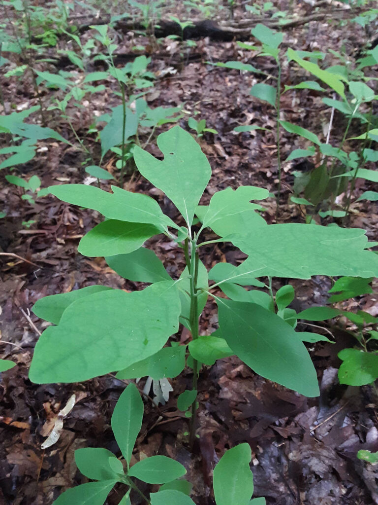 plant in a forest