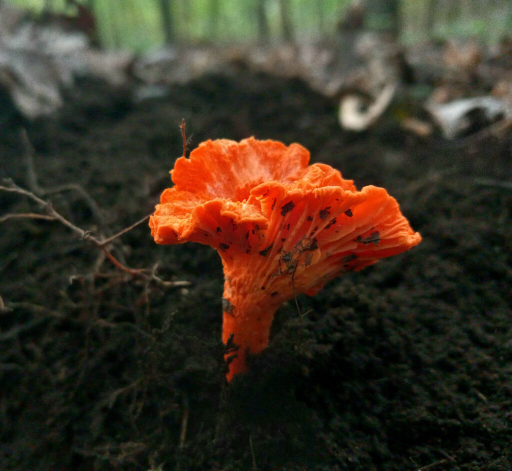 colorful plant in the dirt