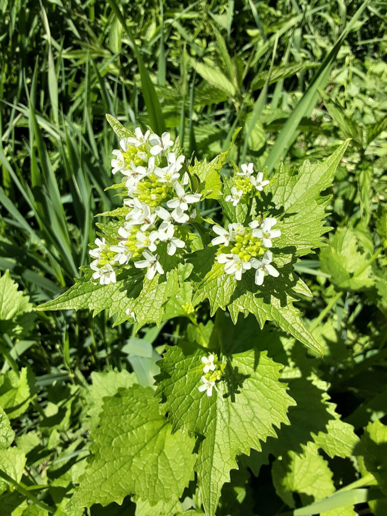 Foraging for plants