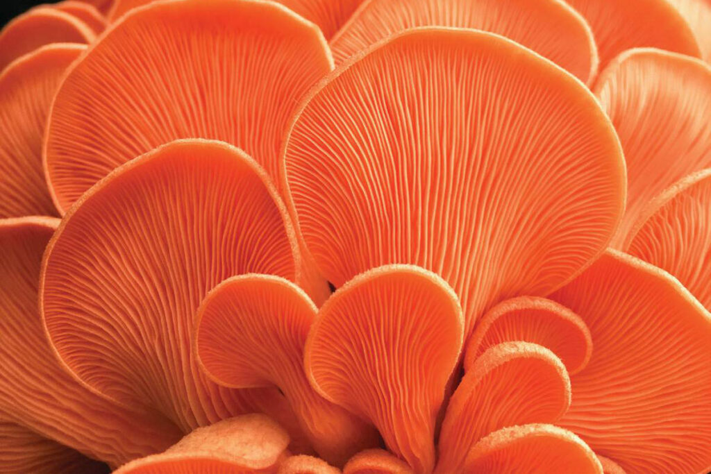 sugarshack mushrooms