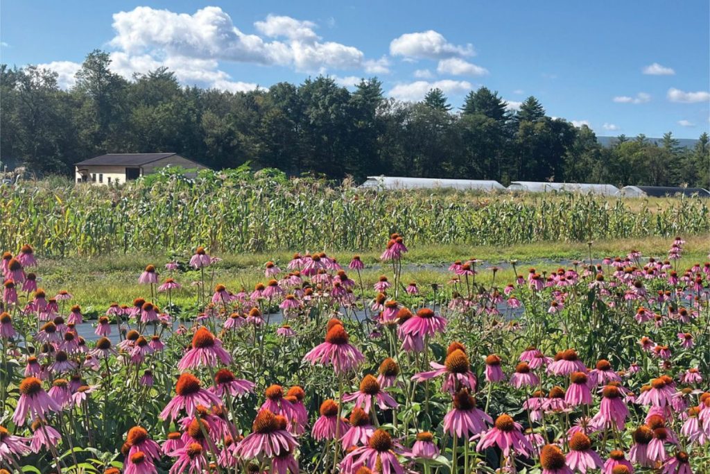 Hudson Valley Seed Co. flowers
