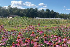 Hudson Valley Seed Co. flowers