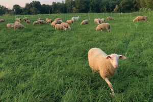 sheep at Willow Pond Sheep Farm