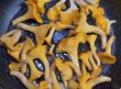Tivoli Mushrooms